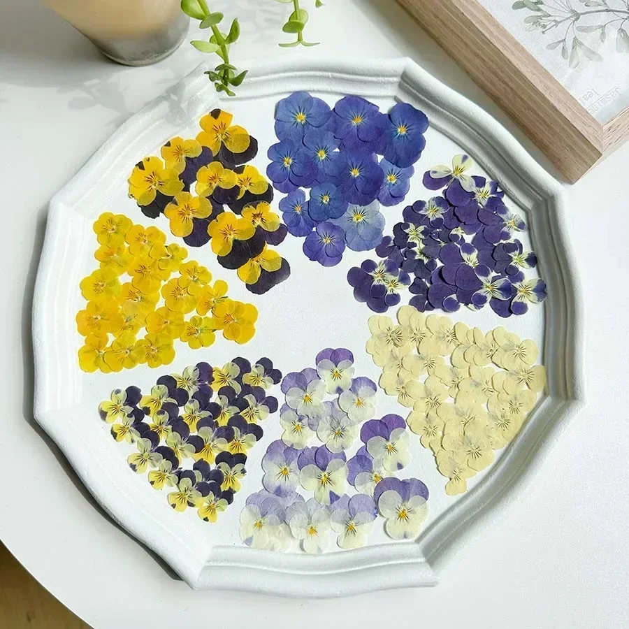 Dried Pansy Flowers 60X Pressed Dried Pansy Viola Tricolor L. Flower Plants Herbarium For Jewelry Postcard Bookmark Phone Case Scrapbook Candle DIY