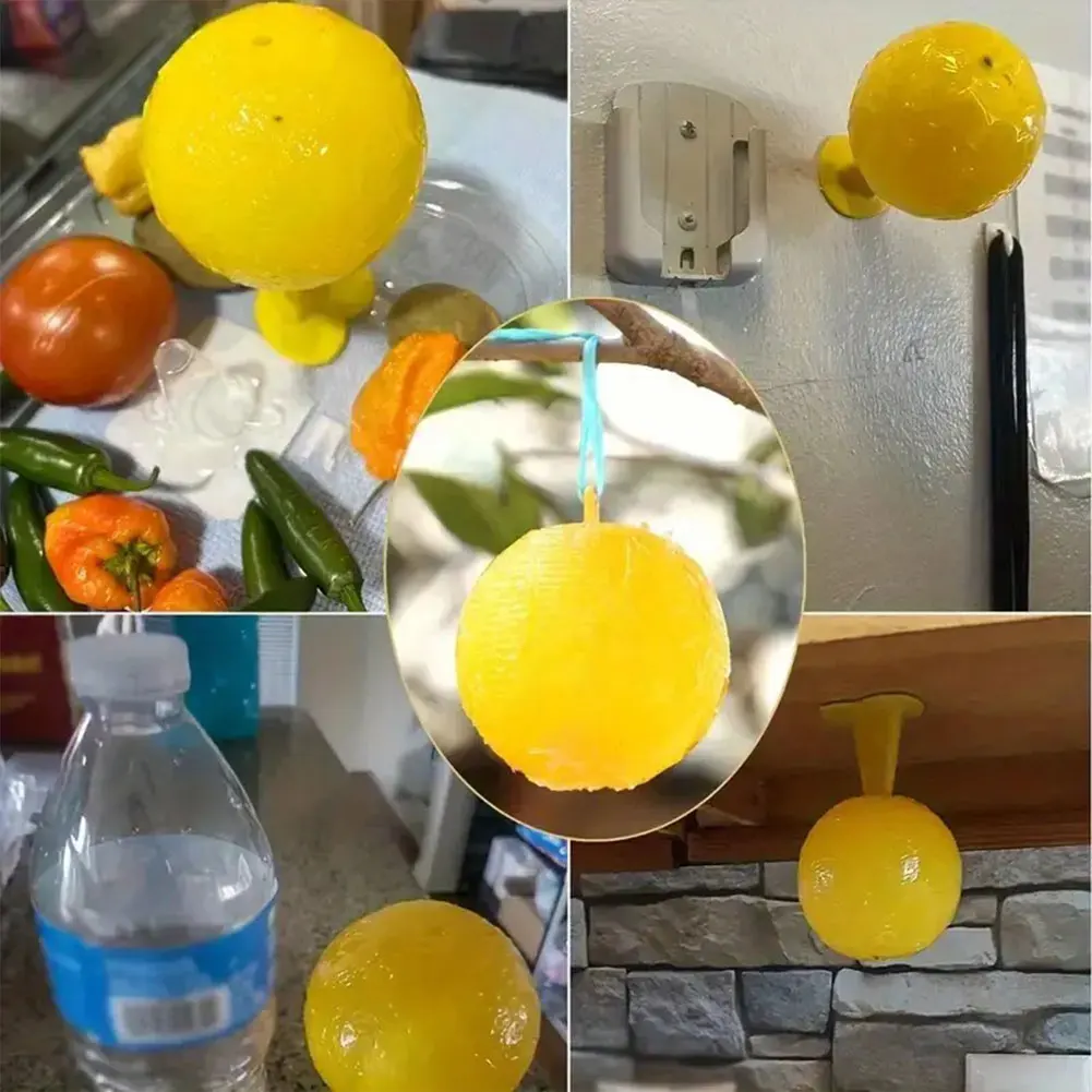 Reusable Outdoor Fruit Fly and Mosquito Trap