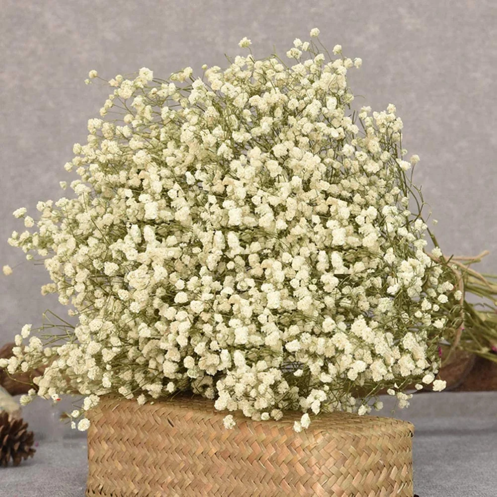 

100g Gypsophile Dried Flowers Babys Breath Bouquet Valentines Day Natural Flower Branches Home Decor Wedding Accessories