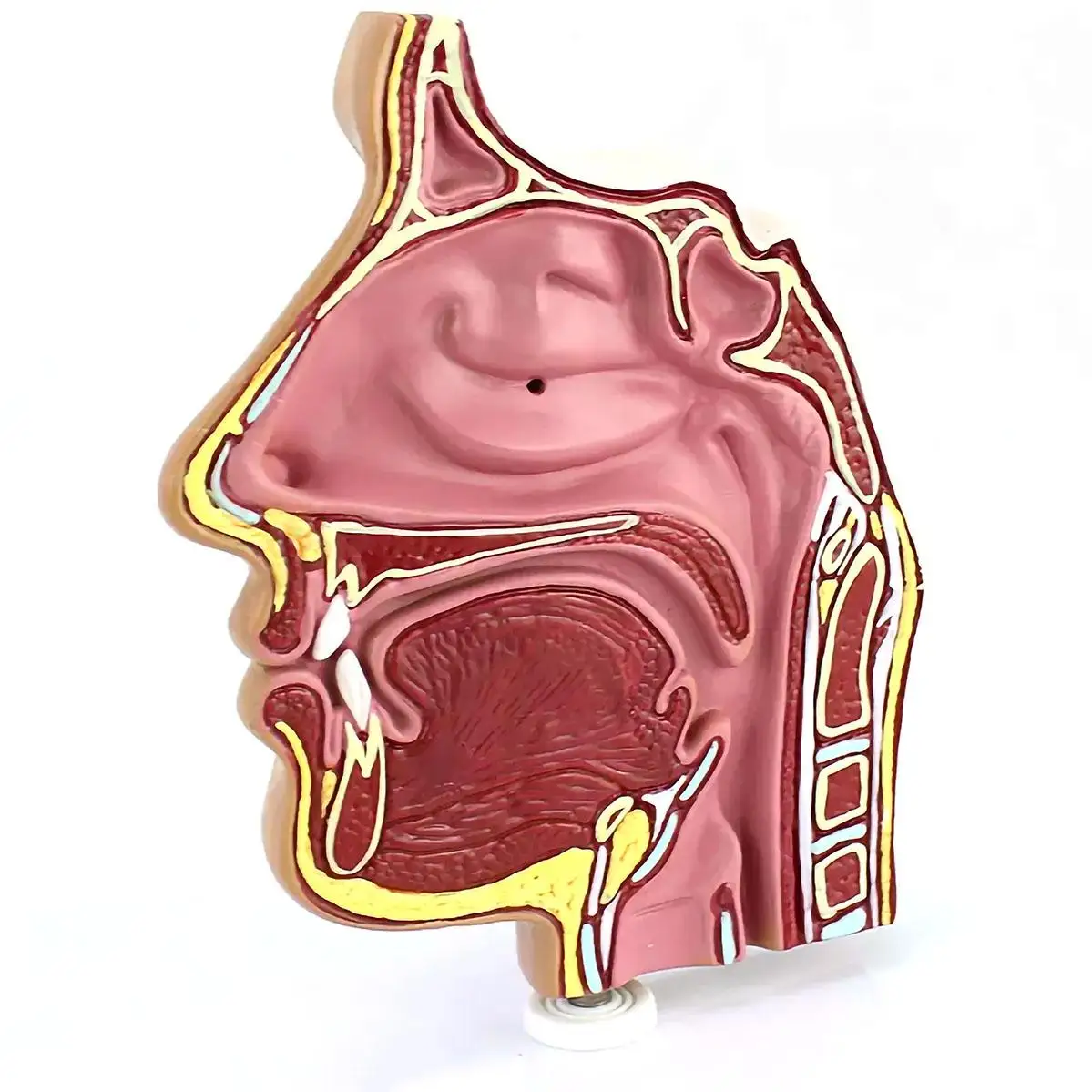 

PVC Small Human Nasal Cavity Model Medical Anatomical Models School