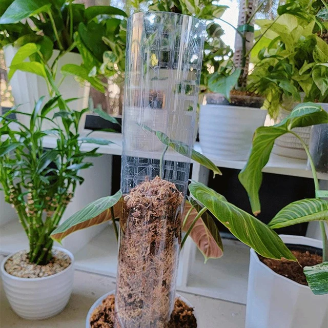 Poteau de mousse en plastique de jardin pour les plantes Monstera