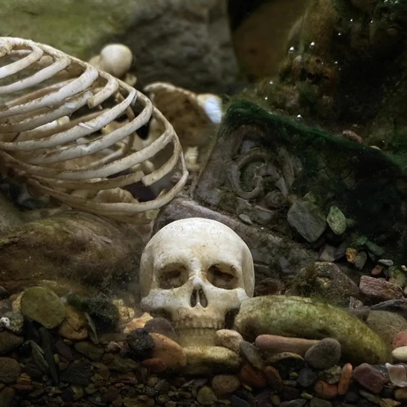 Title 3, 1/12 Scale Simulation Human Skeleton Skull Mode...