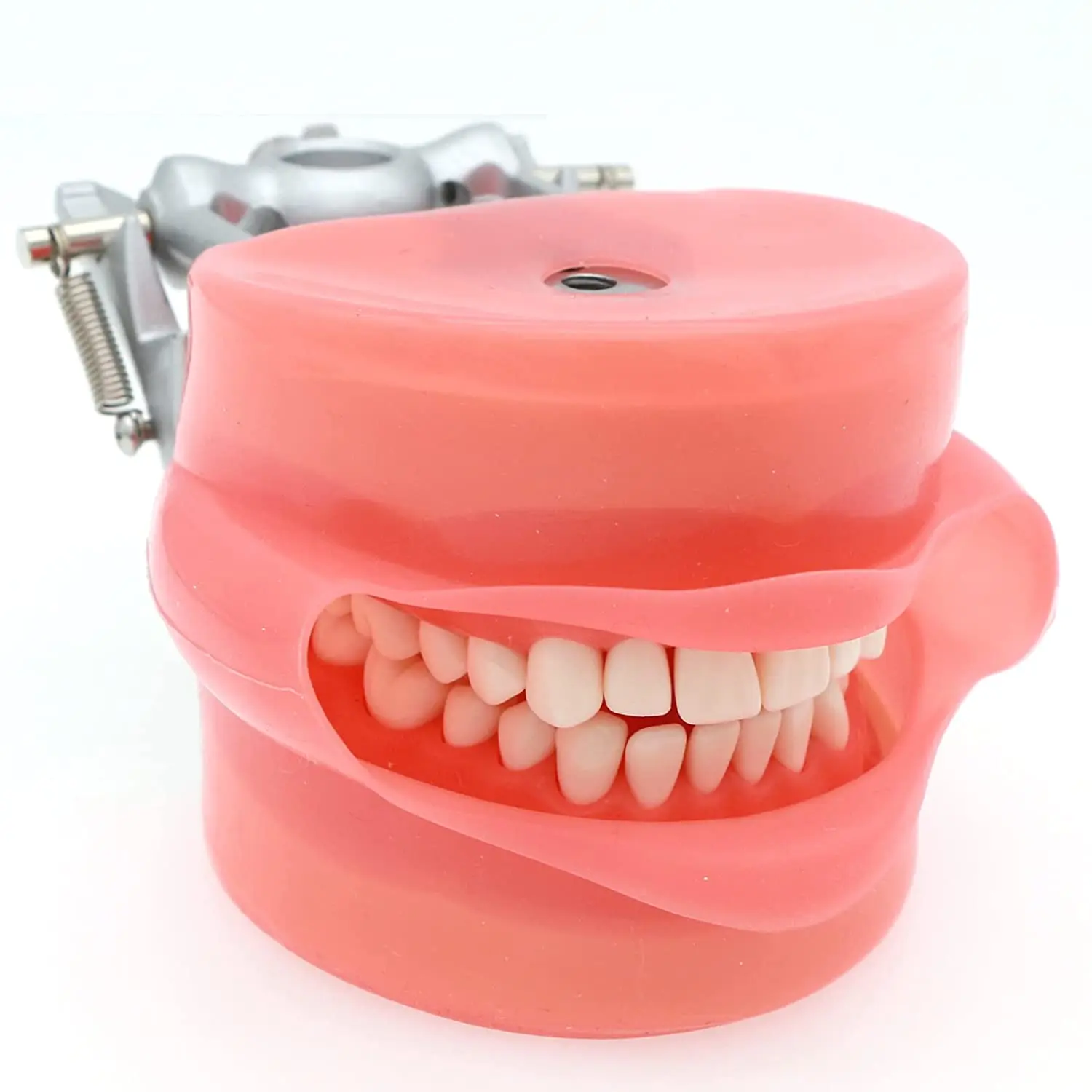 Dental Typodont Model Compatible Kilgore NISSIN 200 Type with 32 PCS Removable Teeth and Metal Bracket Model for Demo