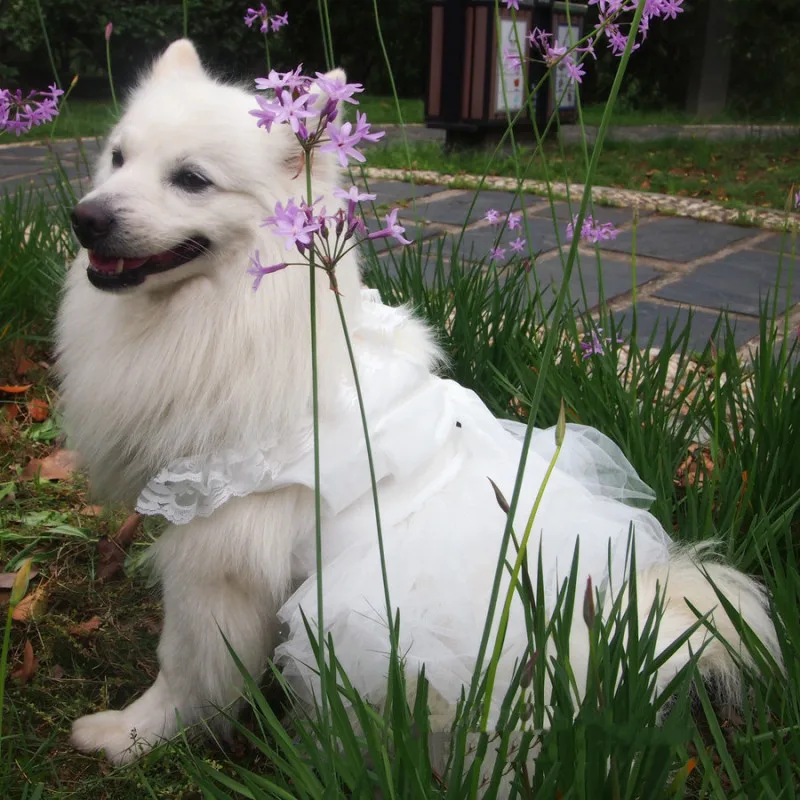 Wedding Dress For Large Dogs Summer Dog Clothes For Pets_voghion.com