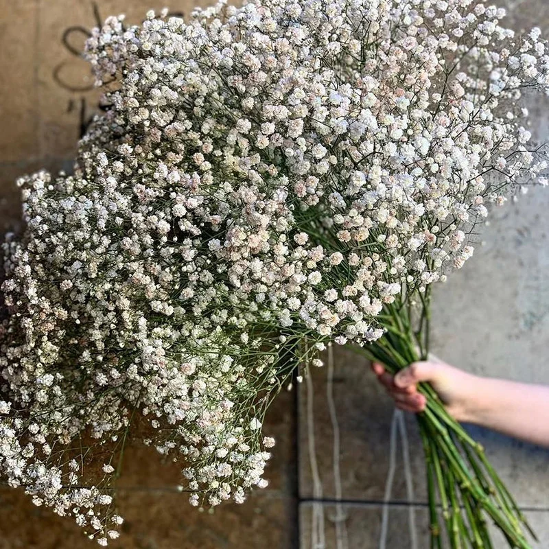  Flores secas naturales preservadas secas Gypsophila Paniculata  Ramos de flores de aliento de bebé, regalo para boda, decoración del hogar,  accesorios para fotos flores para decoración (color blanco 1, tamaño: 17.64