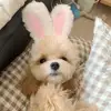 Cat Decorative Pet Products New Warm Cat Head Cover  Plush Cat Lamb Clothes Accessories Hat Rabbit Hat Pet Ear C2V9 6