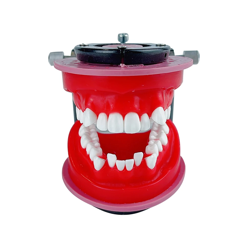 Dental Ortho Bracket Orthodontic Model Typodont Teeth Model For Dental