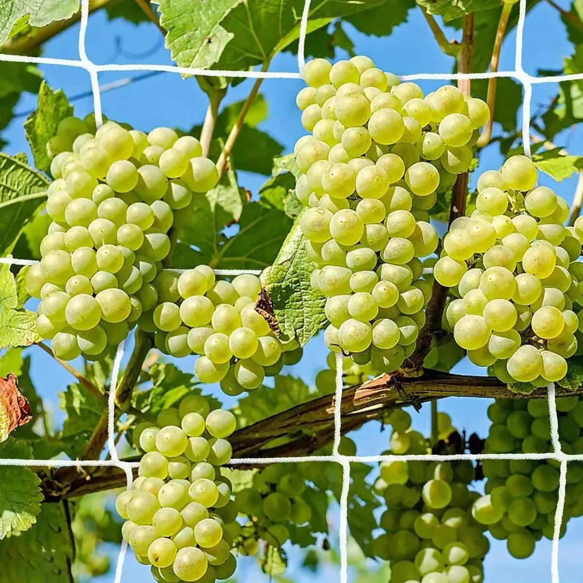 Grid Net Plant Support Climbing Grapes Vegetables Outdoor