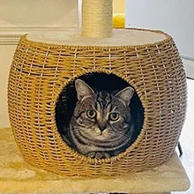 Enclosed Pumpkin Litter Box