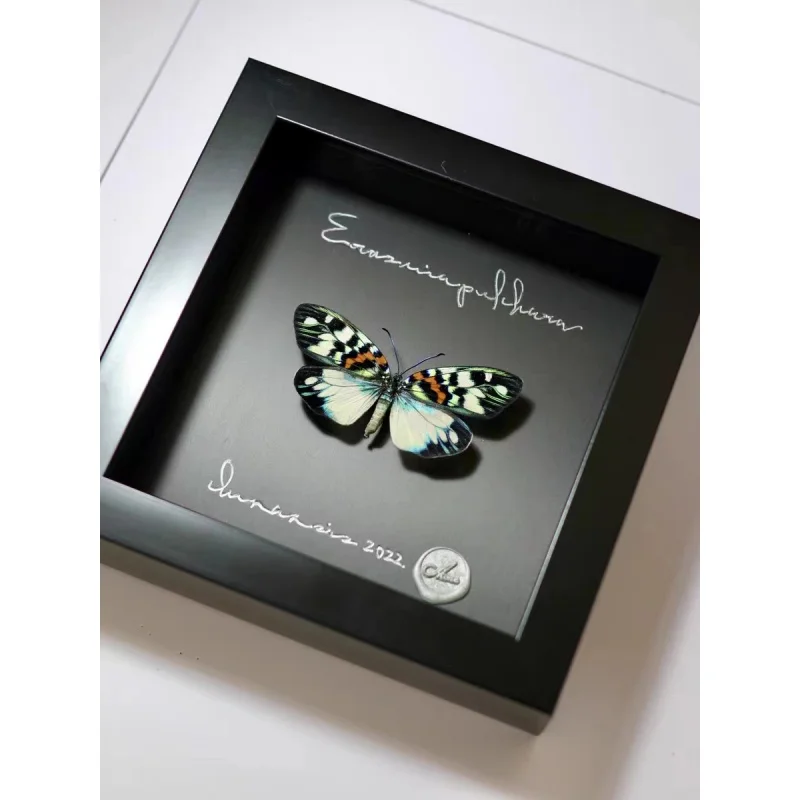 

True Moth Specimen Erasmia pulchera chinensis Gift Home Decoration Artifact Exhibition Decorative Figurine Desktop Decoration