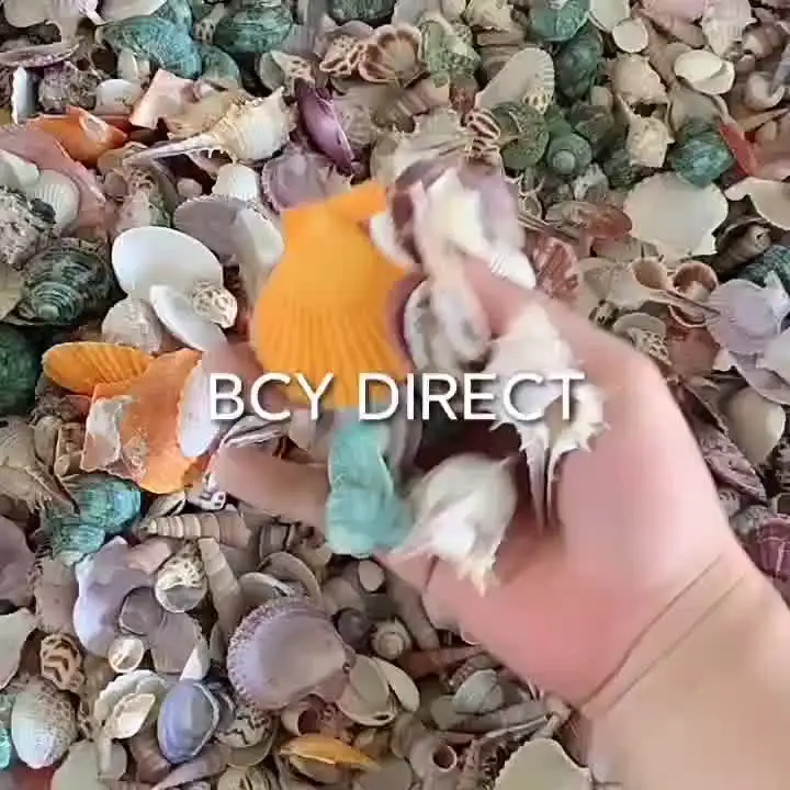 Conchiglie di are iste 9 tipi 3-9 c conchiglie naturali e 2 tipi di stelle arine per la