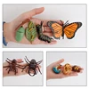 Children Simulation Biology Model Toys Animal Plant Life Growth Cycle Montessori Educational Learning Toy For Kids Teaching Aids 1