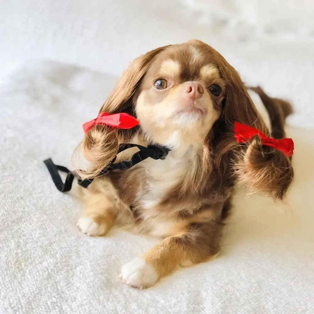 Disfraces Para Perros Pequeños Disfraces Para Perros 5 Pelucas Divertidas  De Perro Y Gato Para Perros Pequeu00f1os, Medianos Y Grandes Con 3 Lazos  Para El Pelo, 1 Clip De Flor, Disfraz De, image size:1000x1000