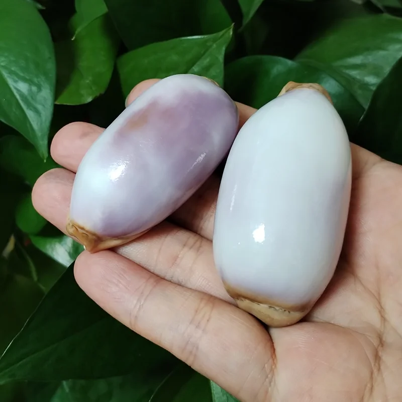 6-7CM Purple Carnelian Cowry Sea Shells Natural Lyncina Carneola DIY Crafts Snail Gift Beach Wedding Decor Ocean Jewelry Coastal natural shell ornaments