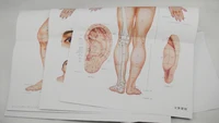 Tableau des méridiens et de l'illustration des points, 3 pièces, points d'acupuncture haute résolution authentiques 5