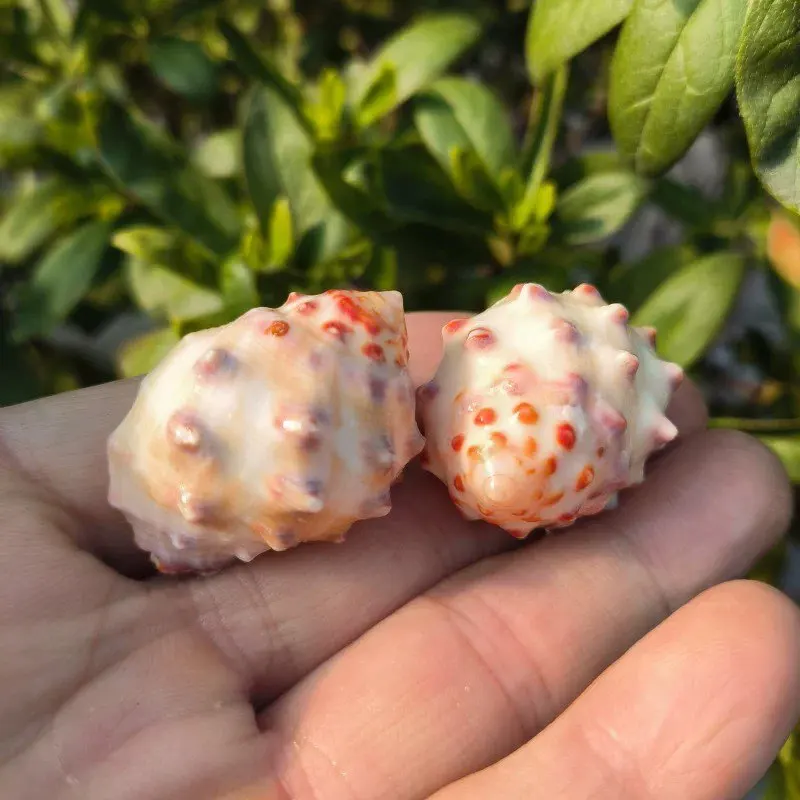 Natural Conch Shell Lychee Snail Roll Shell Fish Hermit Crab ...