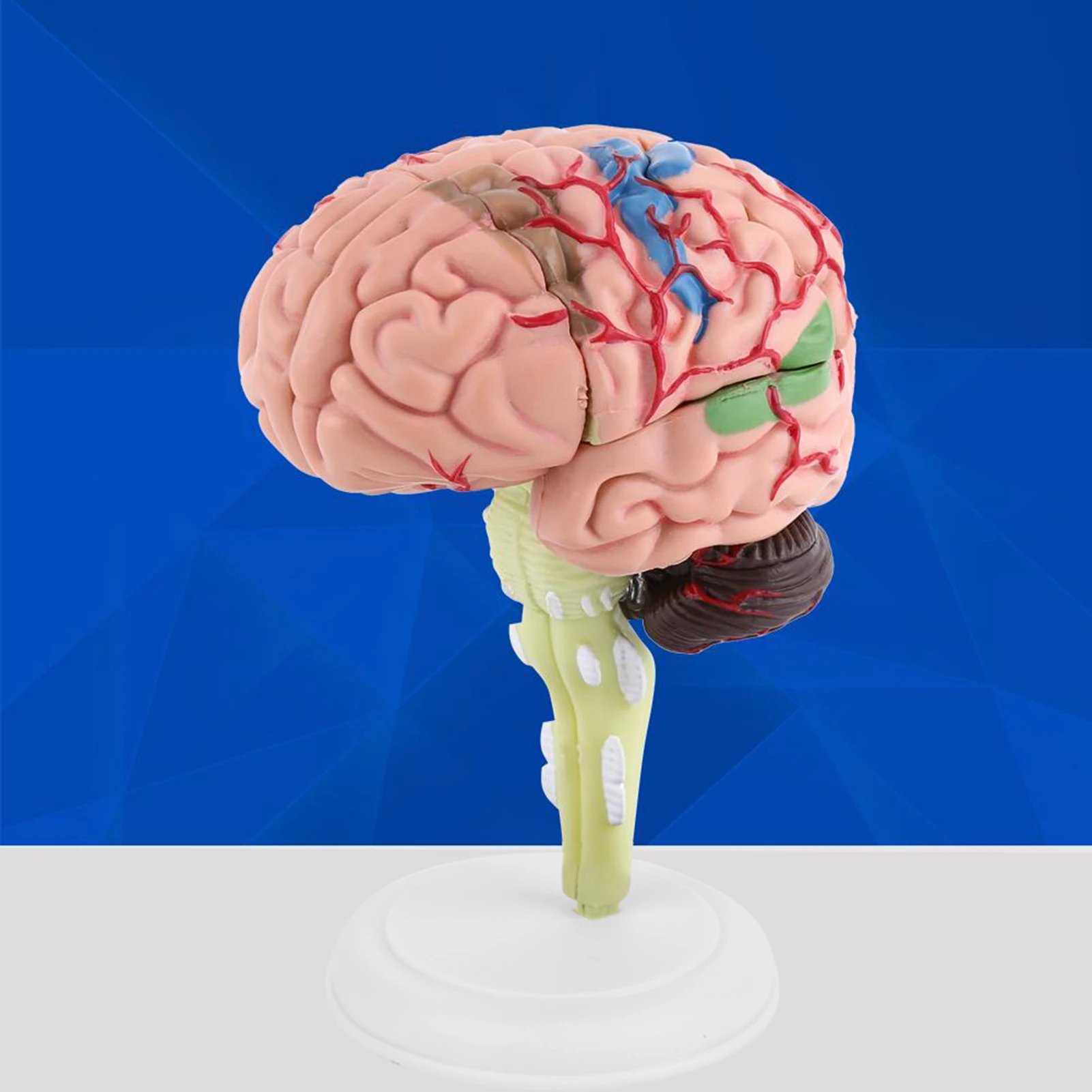 1pc Disassembled Anatomical Human Brain Model Medical Teaching Tool Toy Human Brain Model