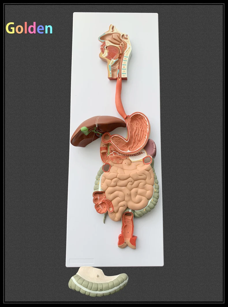 Digestive System Clay Model | ubicaciondepersonas.cdmx.gob.mx