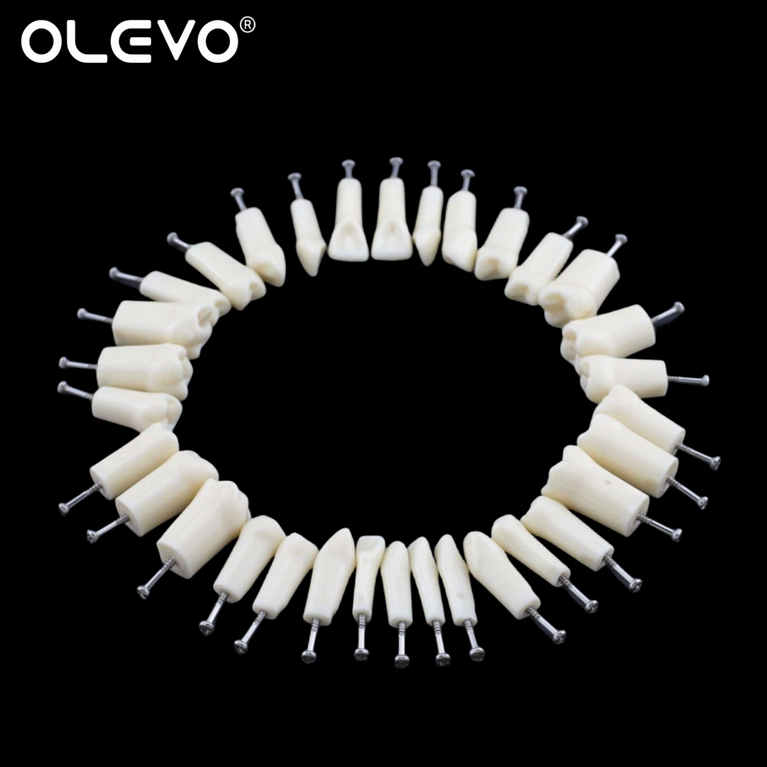 Dental Typodont Teeth Model Removable Individual Screw-in Resin Denture Practice Tooth for Nissin Dentist Teaching Accessories 5