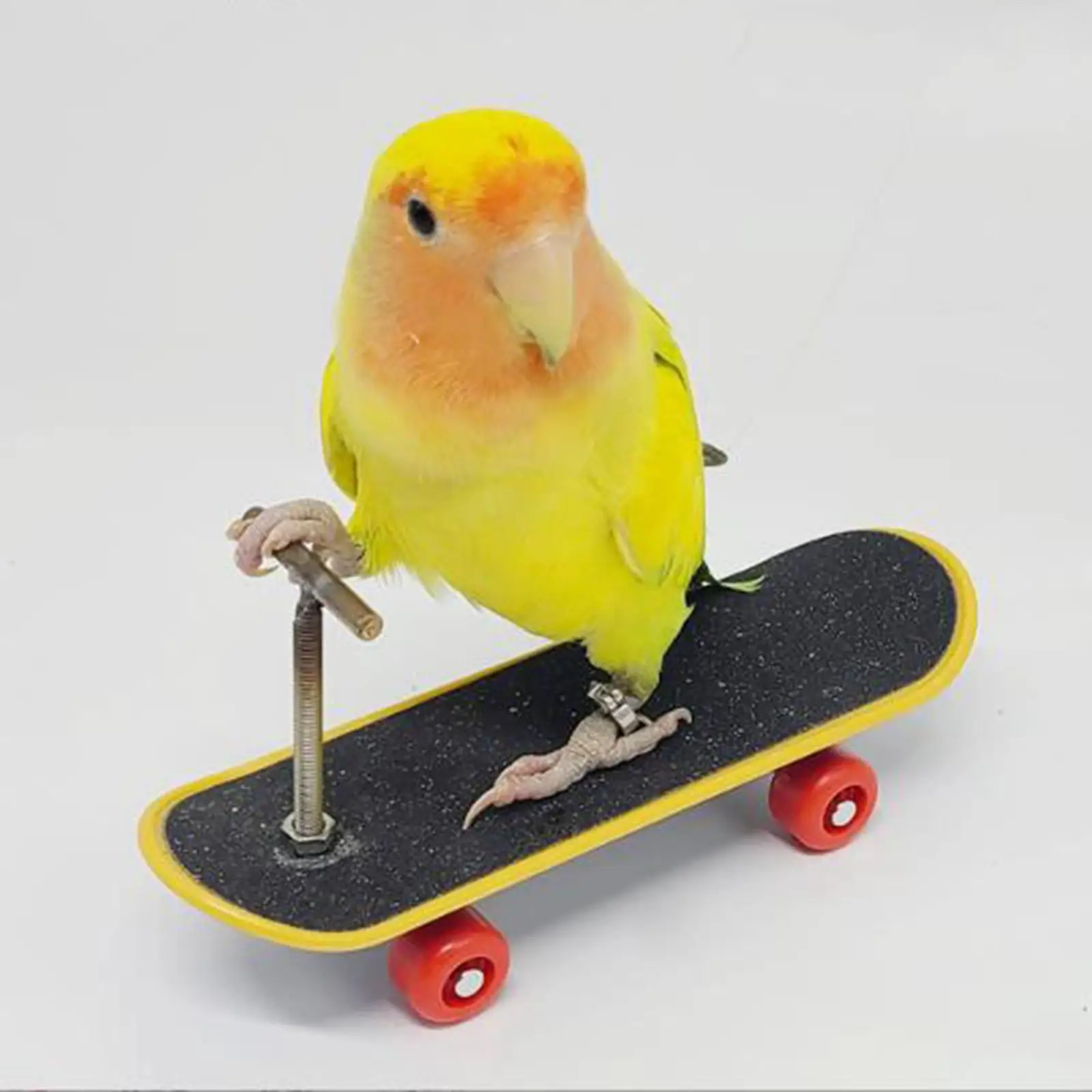 Parrot Toy Pet Supplies Exercising Parrot Playground Sturdy Mini Skateboard