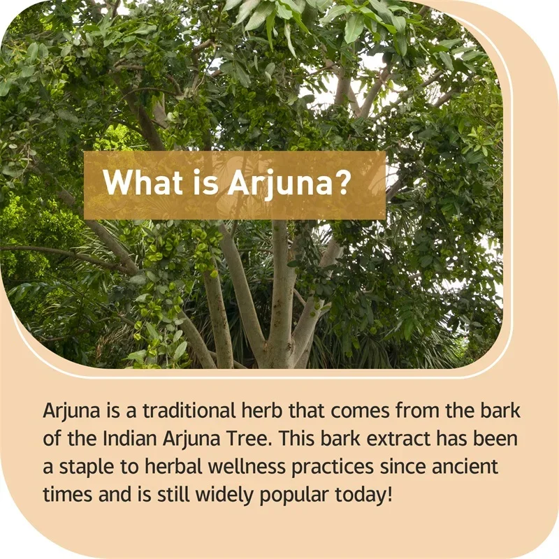 Arjuna Capsules Supports Heart Cardiovascular Health Antioxidant Non-GMO