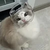 Breathable Cat Face Mask - Anti-Bite & Anti-Lick Round Pet Headgear for Grooming Bathing & Shedding ABS Material Claw Protector 4