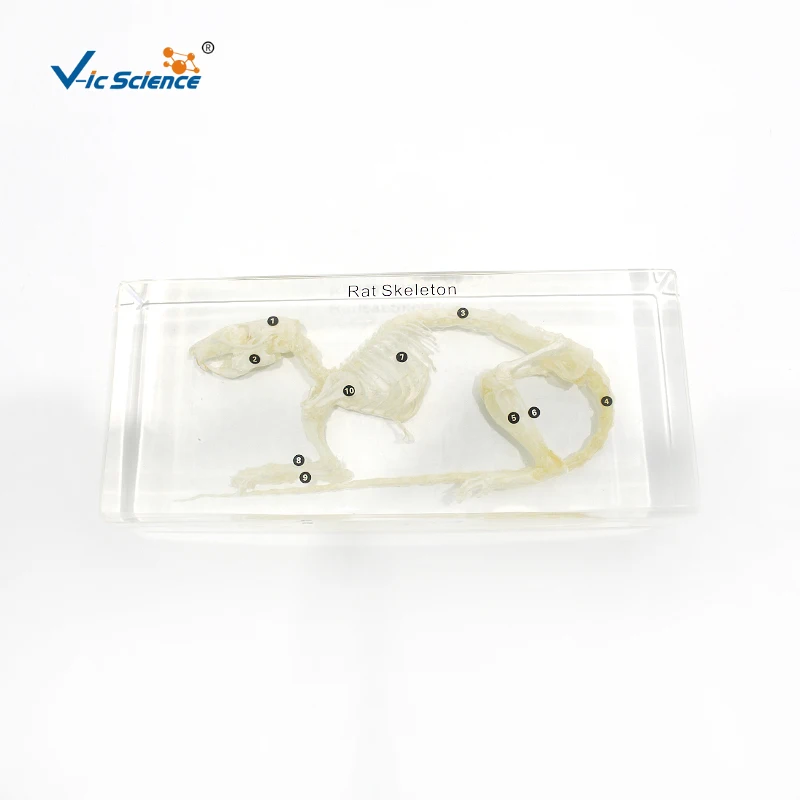

Rat Bone Skeleton Embedded Specimen With High Definition Resin