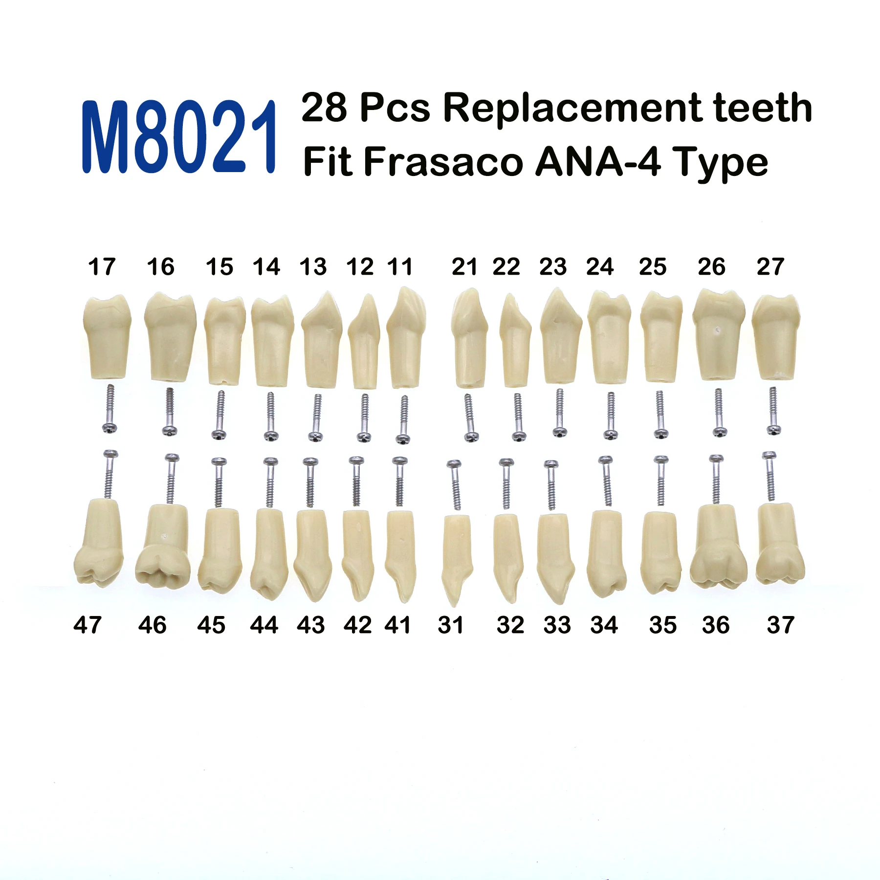 

Frasaco ANA-4 Type Fit Dental Replacement Standard 28Pcs Screw-in Teeth Model Typodont Practice Filling Restoration Demo M8021