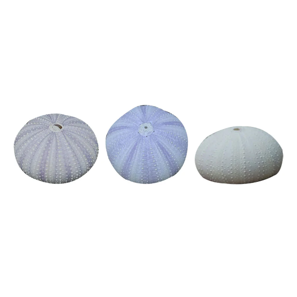 3 Pcs Desktop Shell Ornament Dried Small Planting Holder Sea Urchin Shells