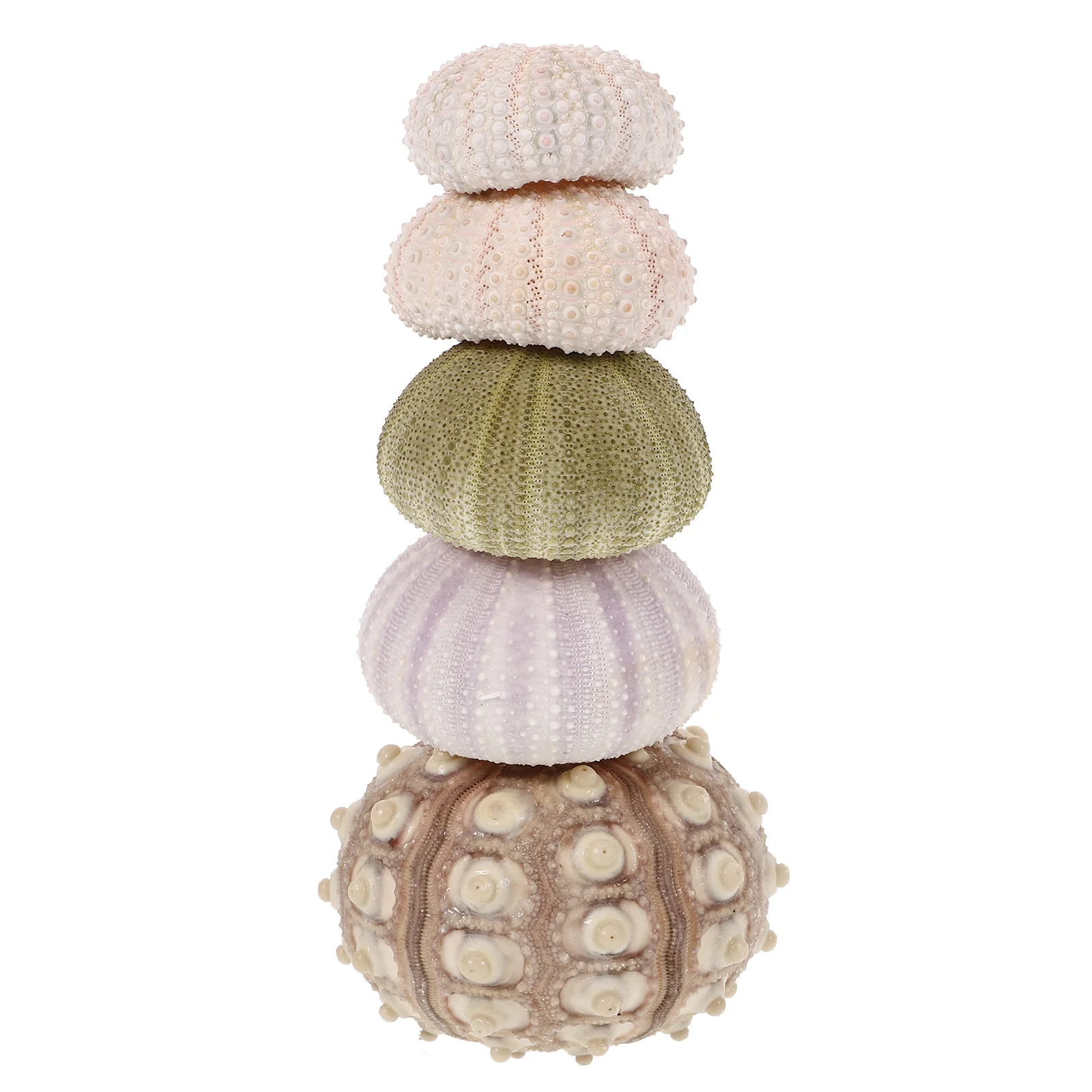 

5pcs Sea Urchin Shell Air Plant Container Natural Sea Urchin Ornament Creative Sea Urchin Shell Decor