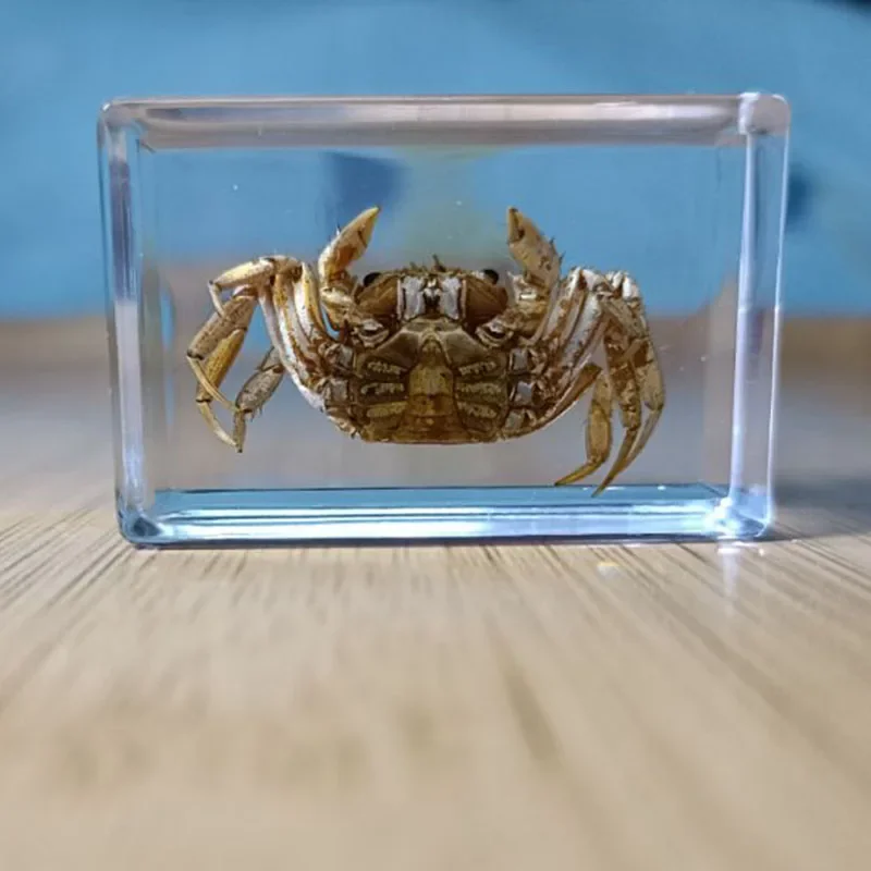 Real Resin Insect Specimens Hexapod Desk Decoration Teaching Home Decoration Accessories Living Room 15Kinds resin starfish ornaments,butterfly specimen