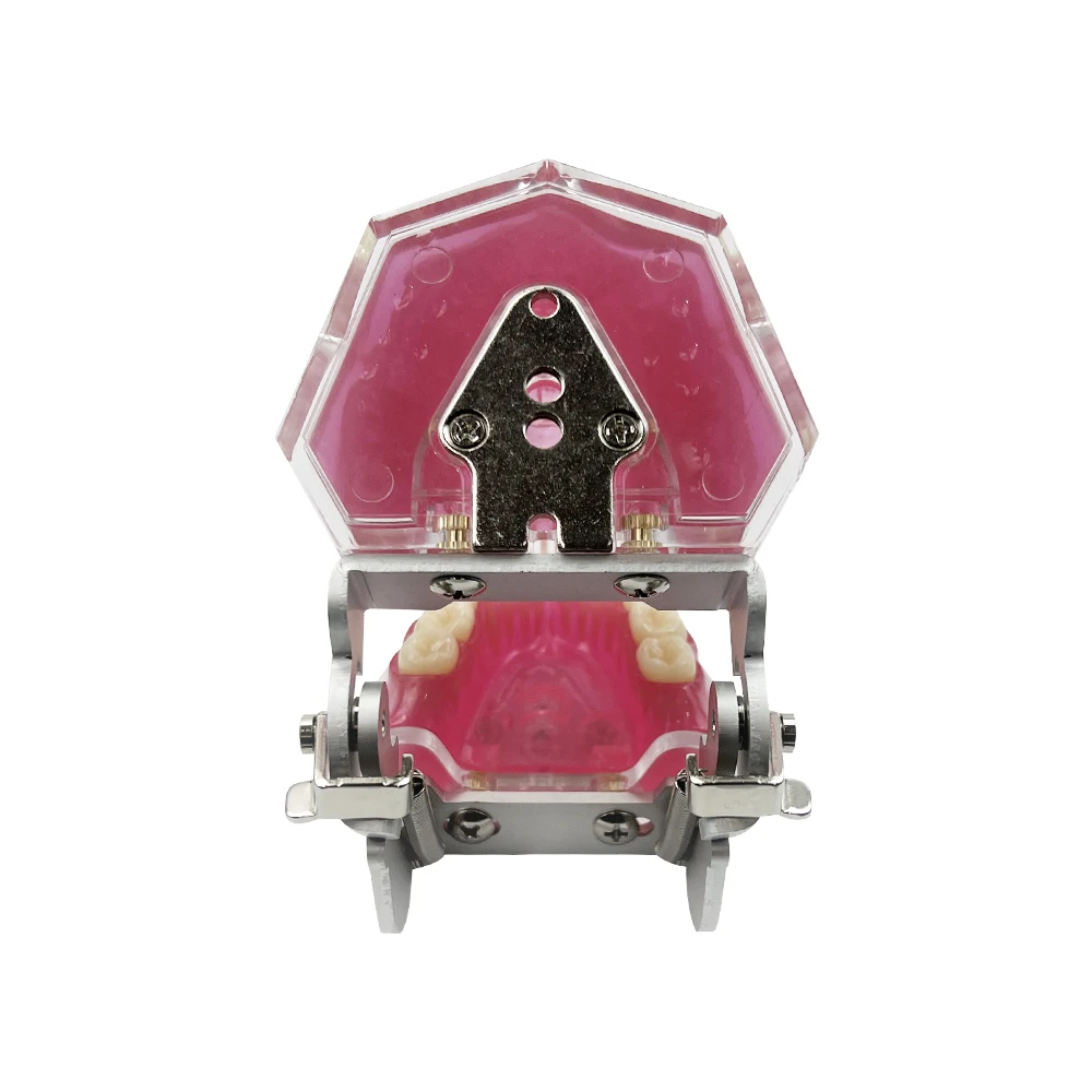 Рисунок 4 - Стандартная Стоматологическая модель со штативом