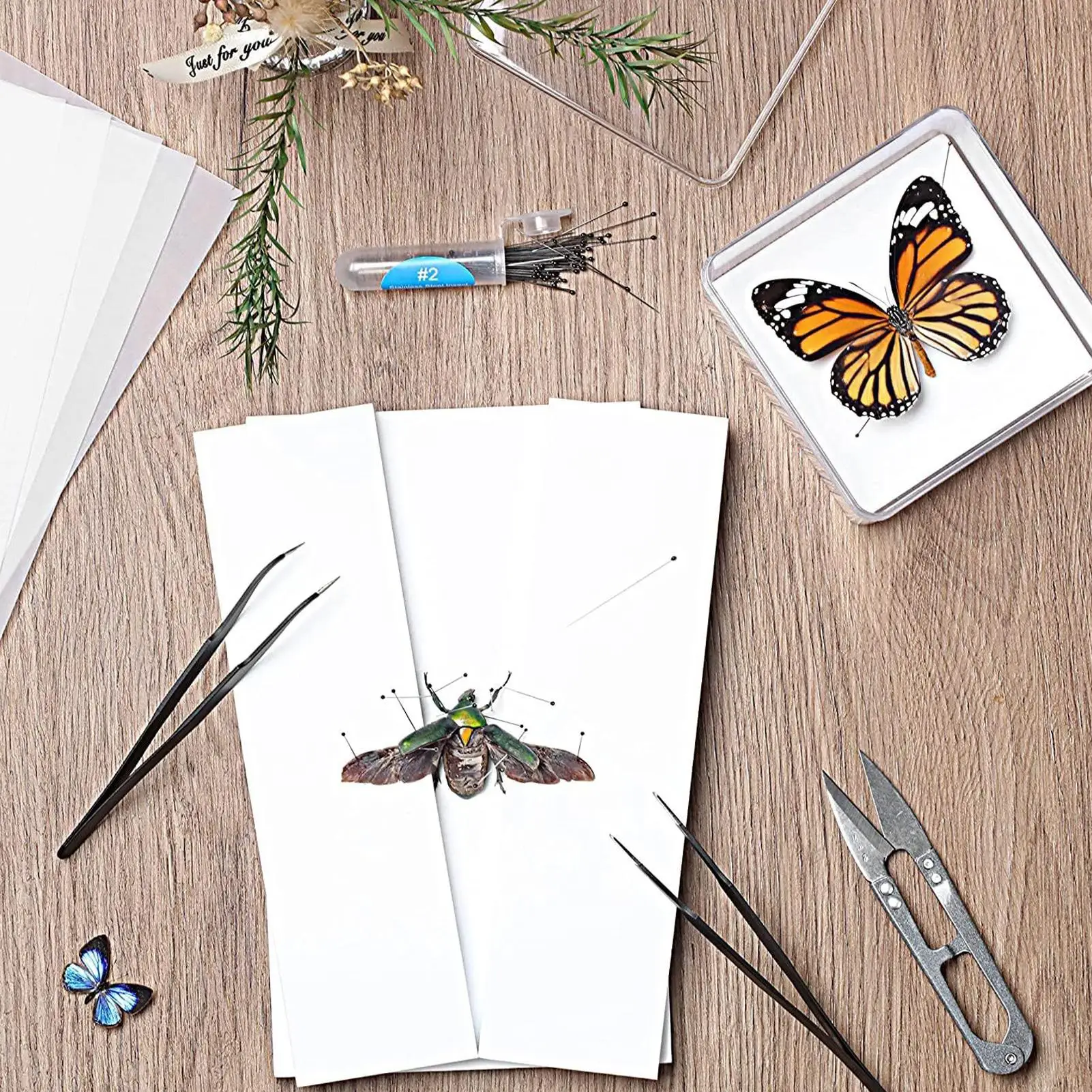 Insect Specimen Making Tool Insect Pin Wing Plate DIY Butterfly Specimen Tools Specimen Display Accessories Set for Butterfly 3