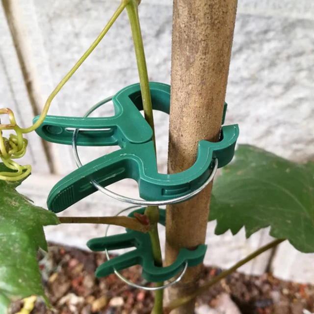 Növényi Klipek Oltó Tétek Csatlakozói Klip Újrahasznosítható Növény Rögzített Zárójele A Kertészeti Zöldségek Szárának Támogatásához - Image 2