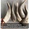 1PC Natural Goat Horn Hollow Original Corner DIY Craft Decoration Home Decoration Collection Statue Taxidermy 1