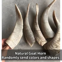 1PC Natural Goat Horn Hollow Original Corner DIY Craft Decoration Home Decoration Collection Statue Taxidermy 1