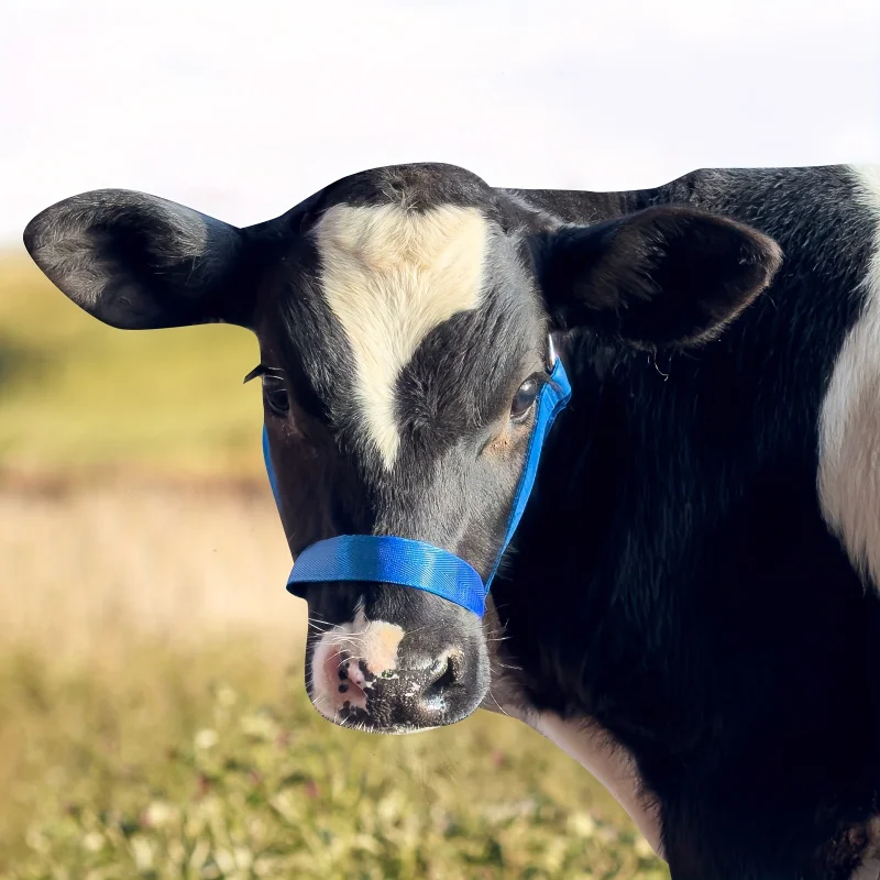 Universal Adjustable Nylon Halter & Lead Rope for Cows, Goats, Donkeys ...