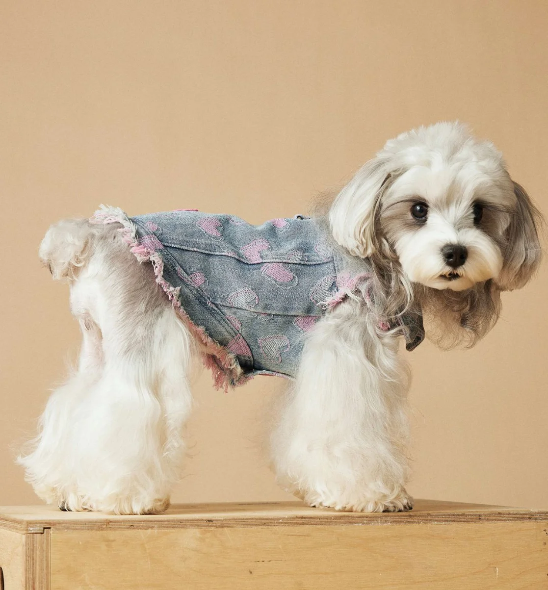 Sleeveless Cowboy Vest for Dogs, Tony Bears Dog Tank Top, Teddy, Schnauzer Bears, Marquis, Love, Spring, Summer, New