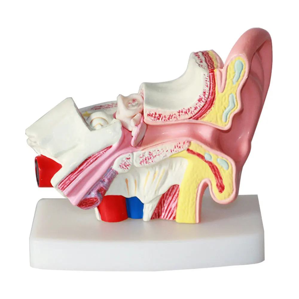 Table top ear anatomical model Human ear model 1.5x magnification Middle Organ anatomical demonstration