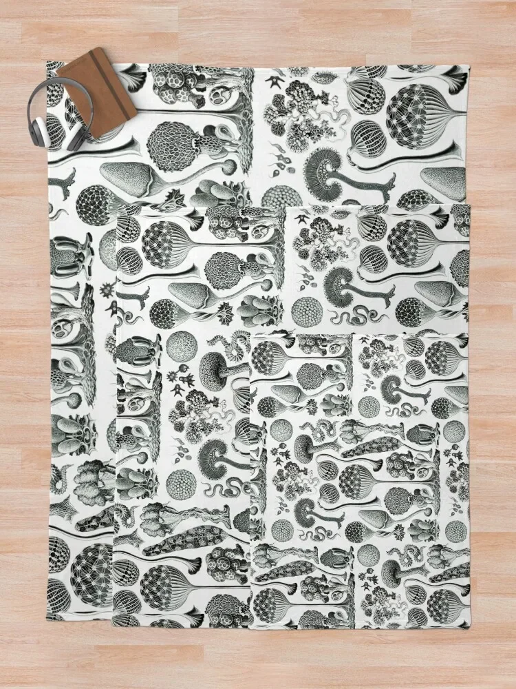 Ernst Haeckel - Mycetozoa ������ ���, ���� ���, ���� ���, ���Ÿ� �귣��, ������ ���