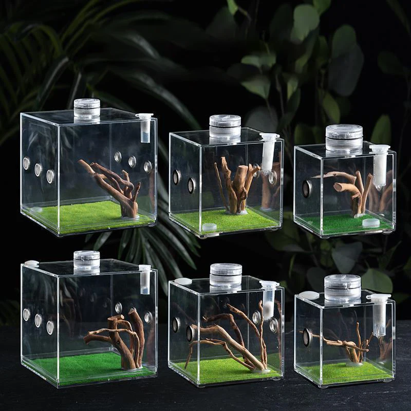 

Acrylic Singing Insect Breeding Box for Insect Jumping Spider Small Reptile Acrylic Ecological Breeding Case Landscaping Décor