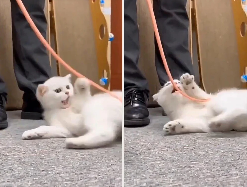 Title 10, Simulated Mouse Tail Cat Toy Cat Teaser Funny S...