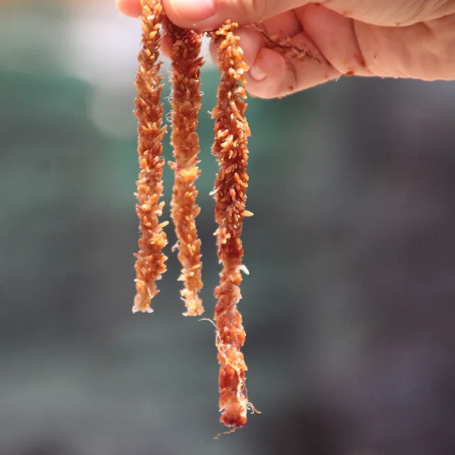 Chilei Importált Vízmoha, Hernyó, Moha, Pillangó, Orchidea, Talajfarnivórusos Növény, Teknős Hibernáció És Hidratáló