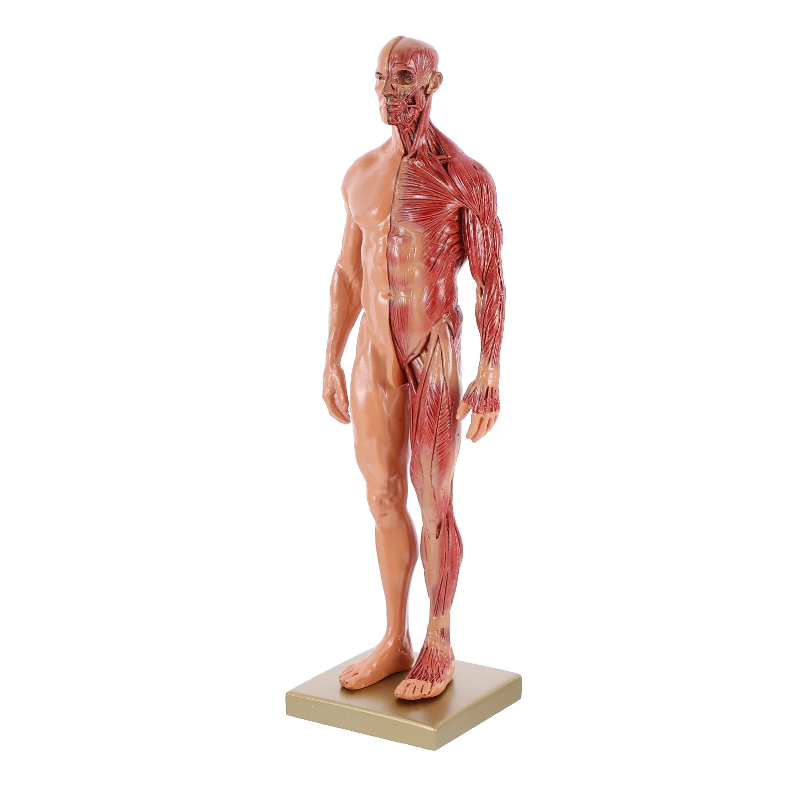 

Sculpture Mannequin Tools Human Body Muscle Anatomical Model Resin Muscles Learning