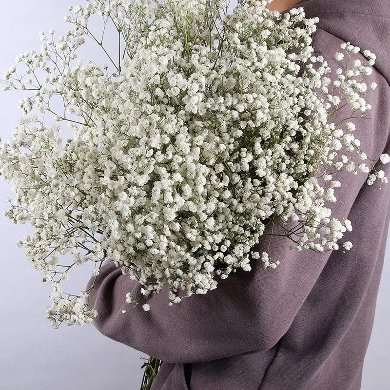 Dried Flowers Babys Breath Flowers Bouquet Natural Real Gypsophila Branches  for Wedding Wreath Floral, Boho Decor,Dry Flowers - AliExpress