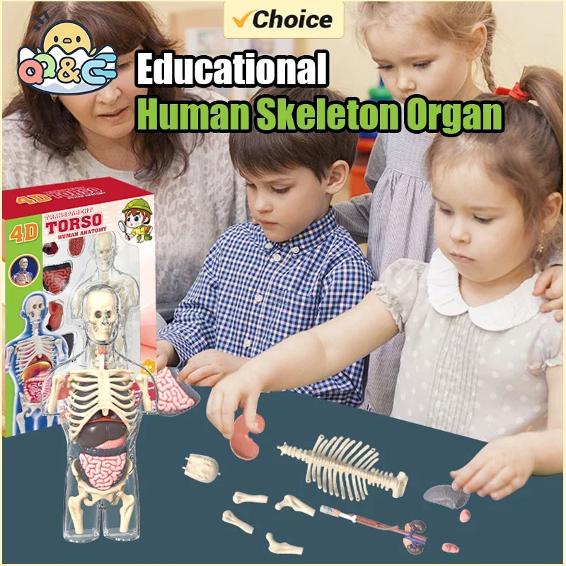 Plastic Human Body Assembly Model Educational Toy for Kids