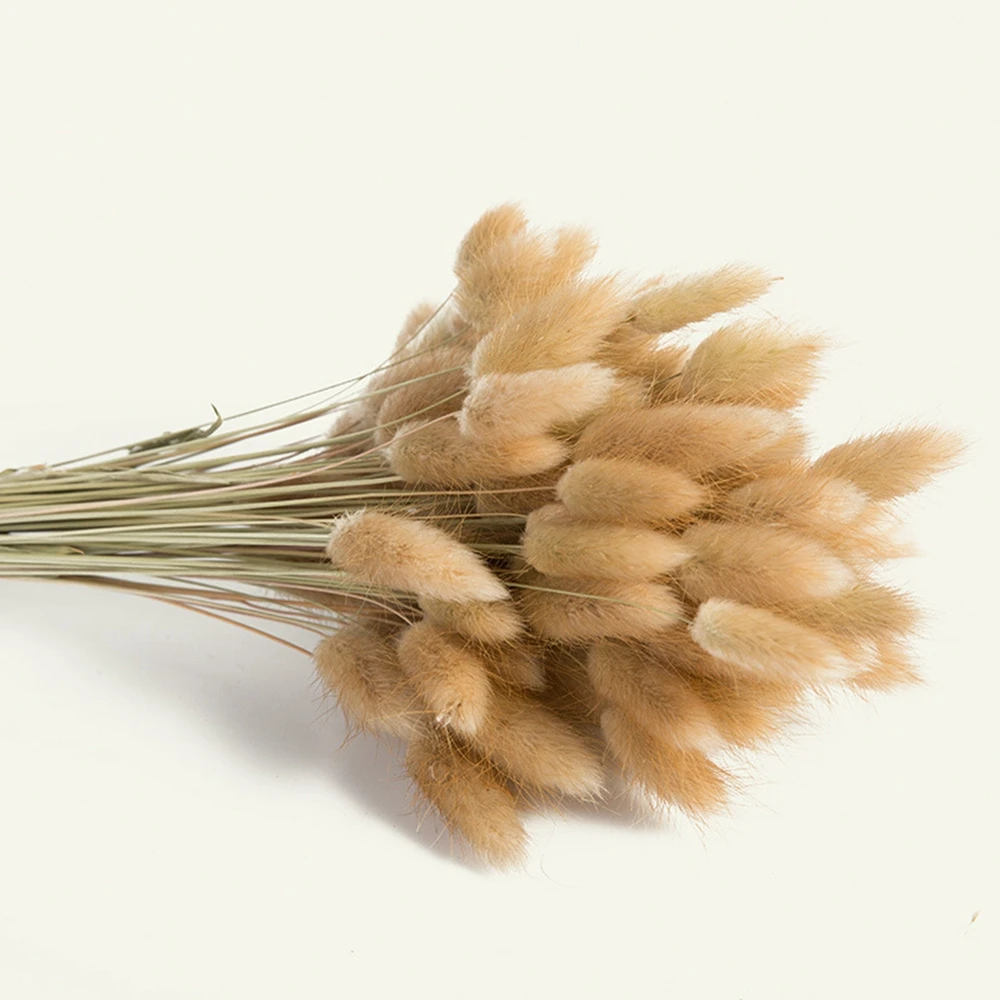 50/100 Pcs Real Natural Dried Wheat Ear Bunny Tail Grass Flowers Decor Boho Fall Dried Flowers Home DIY Craft Bouquet Decoration