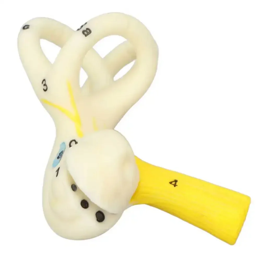 Ear Semicircular Canal Cochlea Anatomical Model Ear Labyrinth Model Human Ear Model Inner Ear model 5X Magnification Clear Model 2
