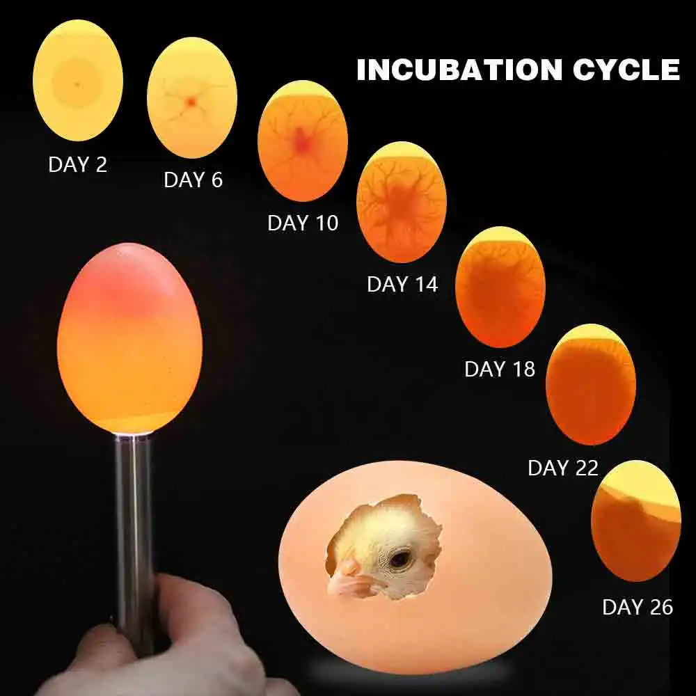 LED Super Cold Light Incubator Eggtester Egg Candling Lamp Equipment Stainless Steel Flashlight Poultry Incubation Chicken Duck 6