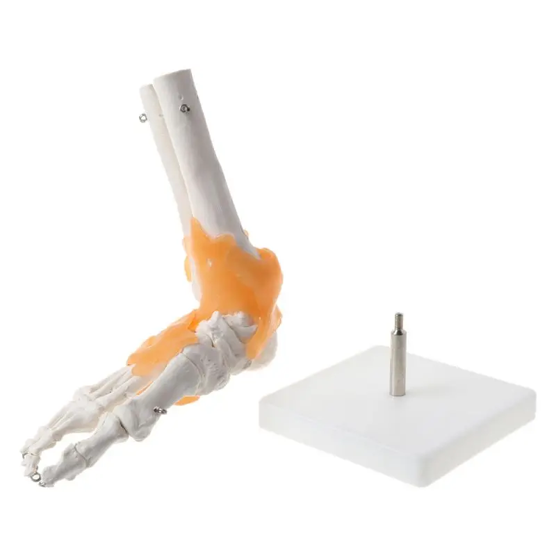 

1: 1 Human Skeleton Human Model Joint Medical Anatomy Ankle Ligament Anatomicall